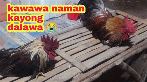 Nakawala Sa Breeding Cage Ang Bulik Ko Kawawa Naman Ang Talisain