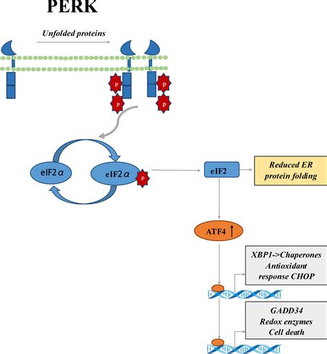 Frontiers The Progress Of Protein Synthesis Factors EIFs EEFs And