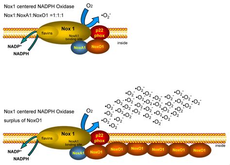 Noxo Determines Level Of Ros Formation By The Nox Centered Nadph