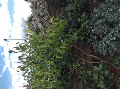 Lilac Tree Curled Leaves With Brown Patches — Bbc Gardeners World