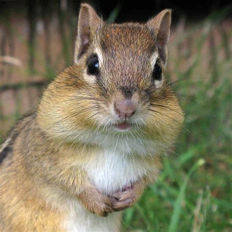 cheeky creatures  animals  cheek pouches whatdewhat