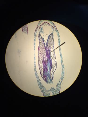 Lab Quiz Ch On Non Vascular Land Plants Flashcards Quizlet