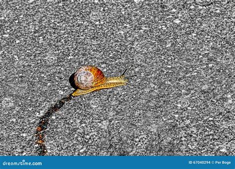 Snail Trail On Asphalt Single Snail Stock Photo Image Of Slime