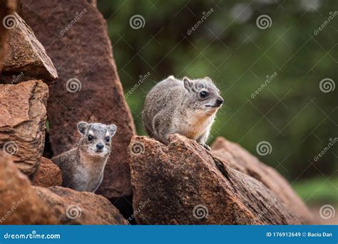 Rock Hyraxes In The Wild In Tsavo East National Park Kenya Africa