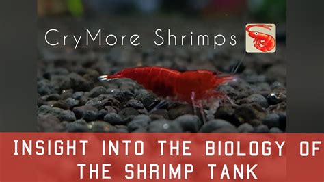 CryMore Shrimps Insight Into The Biology Of The Shrimp Tank YouTube