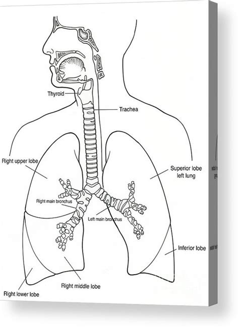 Illustration Of Respiratory System Acrylic Print Coloring Nation