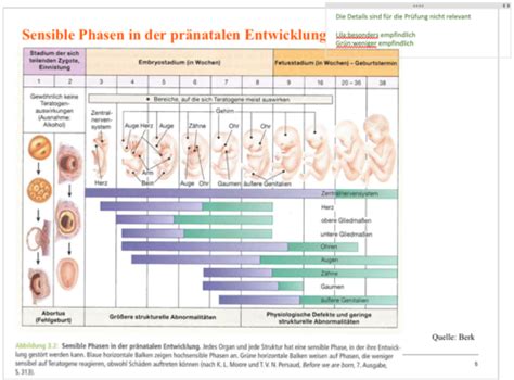 Physische Entwicklung Flashcards Quizlet