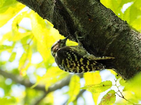 Japanese pygmy woodpecker コゲラ Japanese pygmy woodpecker Flickr