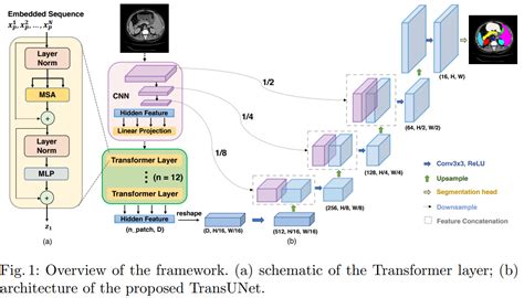 Transunet Transformers Make Strong Encoders For Medical Image Segmentation