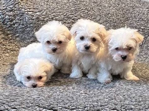 Vendre Chiots Bichons Maltais Lof De Janvier Petite