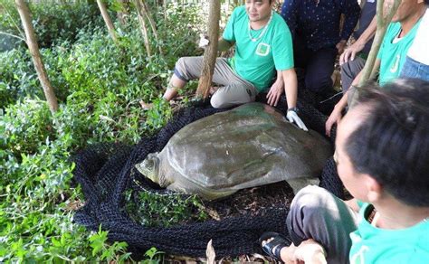 Hoan Kiem Turtle