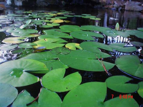 Lily Pads Plant Leaves Lily Pads Plants