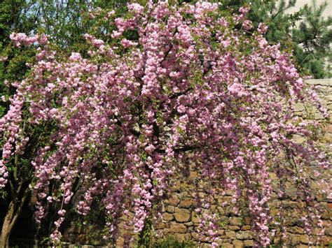 Prunus serrulata Kiku Shidare Sakura Prunus střemcha sakura