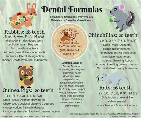 Rabbit And Rodent Dentistry Vet Tech Student Vet Medicine Vet Tech