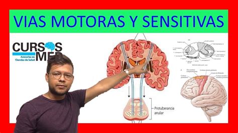 VÍas Sensitivas Y Vias Motoras Youtube