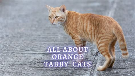 5 Orange Tabby Cat Facts You Didn’t Know