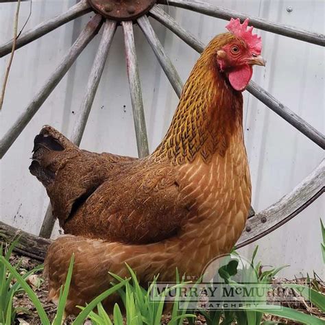 Los mejores pollos para patios pequeños o cooperativas Pol y Edro