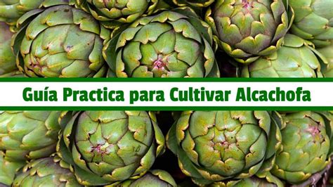 Gu A Completa C Mo Cultivar Alcachofas De Manera Eficiente