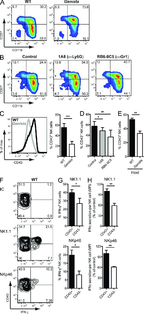 Neutrophils Are Required For Terminal Nk Cell Maturation A And B