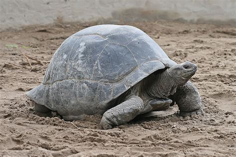 Sakepedia: Aldabra giant tortoise