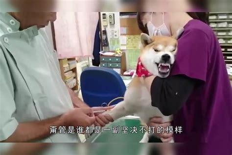 主人带柴犬去打针，狗狗浑身直哆嗦，网友：委屈的像个孩子柴犬浑身狗狗