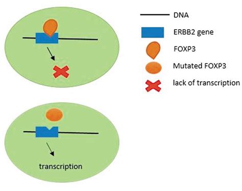 The Role Of Foxp3 In Human Cancers Anticancer Research