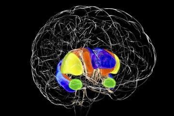 Dorsal Striatum Stock Illustrations – 153 Dorsal Striatum Stock ...