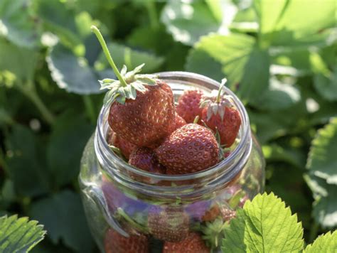 Come Coltivare Le Fragole In Balcone Donna Moderna