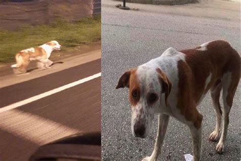 Cão abandonado que vivia junto ao rio Tejo já tem uma família