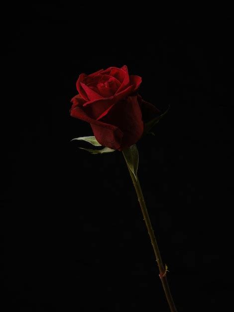 Premium Photo Single Beautiful Red Rose Isolated On Black Background