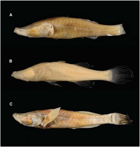 Revision Of The Endemic Malagasy Cavefish Genus Typhleotris Teleostei