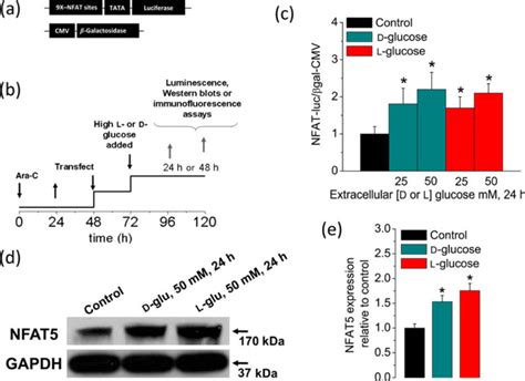 Sustained Elevation In Extracellular Glucose Enhances NFAT Dependent