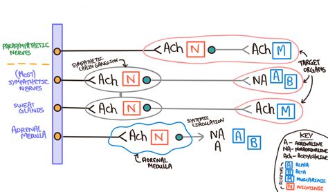 Autonomic Nervous System Sympathetic Parasympathetic Geeky Medics