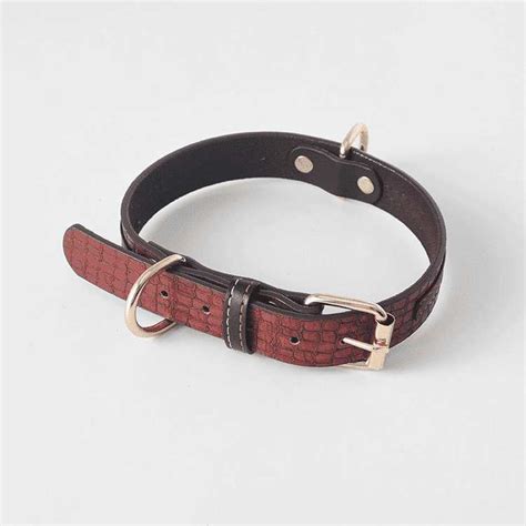 Collier En Cuir Pour Border Collie