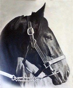 War Admiral ~ Winner of the Triple Crown in 1937 | Horses and dogs ...