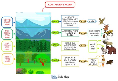 Le Alpi Flora E Fauna Mappa Concettuale