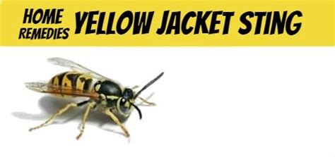 Perfect Home Remedies For Yellow Jacket Sting Treatment