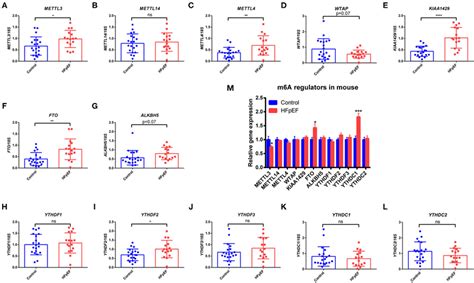 The Expression Pattern Of M6a Regulators In Hfpef Patients And Mice Download Scientific