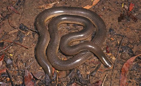 Scenic Rim Snake Second Most Likely To Go Extinct In Australia