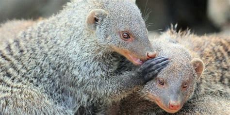 Mongoose A Complete Guide To The Mongooses Of Africa