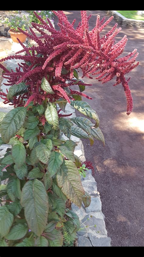 Venta De Semillas De Amaranto Cola Zorro Amaranthus Semillas Seeds