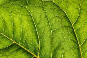 Discovering Photosynthesis: Testing a Leaf for Starch – A Hands-On Practical Experiment ...