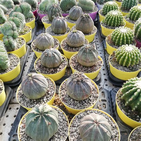 Euphorbia Obesa Giromagi Cactus And Succulents