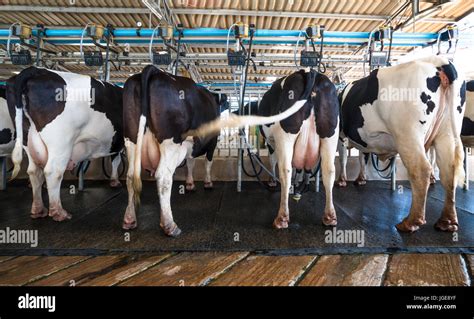 Modern Dairy Works Dairy Cow In Milking Process By Mechanized Milking