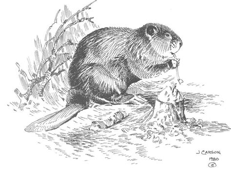 Realistic Beaver Coloring Pages Coloring Pages