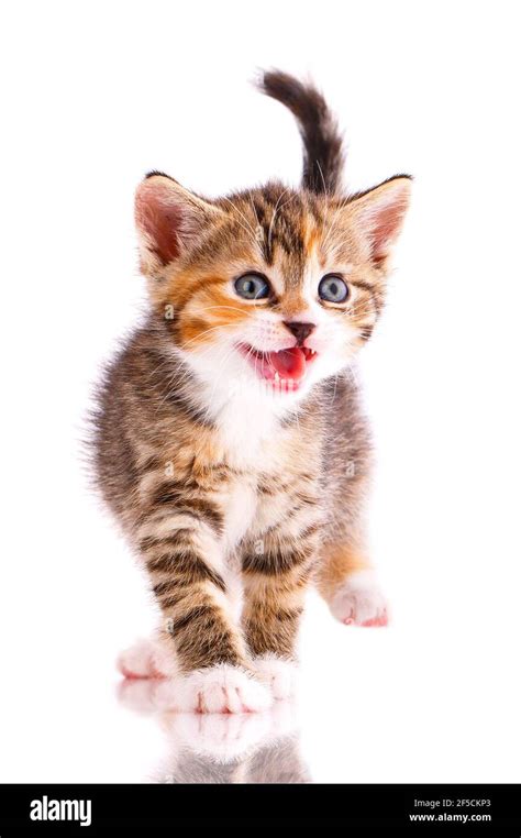 European Tricolor Shorthair Kitten Stands On A White Background And