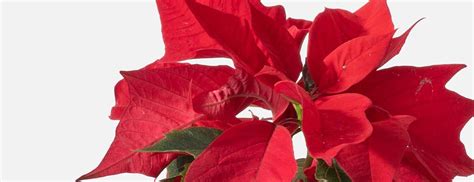 The Meaning of Poinsettias