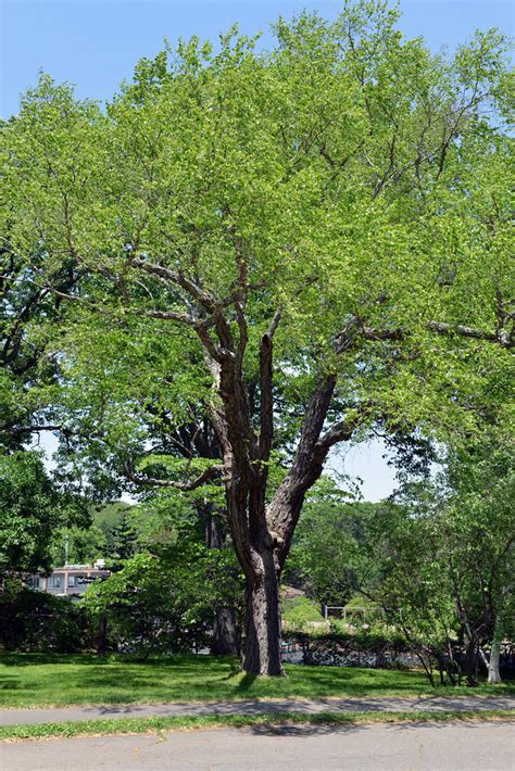 Betula Nigra Betula Nigra Mature Tree Profile Plant Image Library