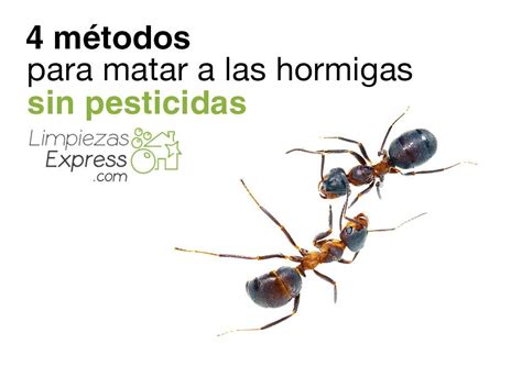 Trampas De Hormigas Caseras Efectivas