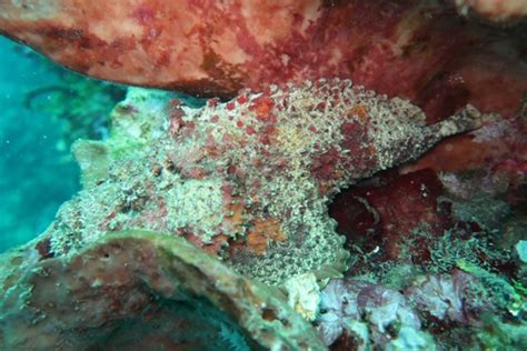 The Oceans Most Venomous Fish - Reef Stonefish | Siladen Resort & Spa in Bunaken, North Sulawesi ...